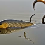 what size hook for carp