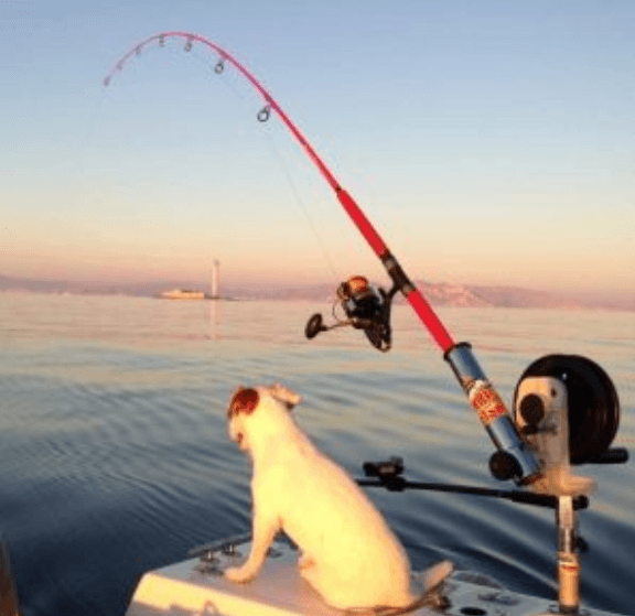 how to choose a telescopic fishing