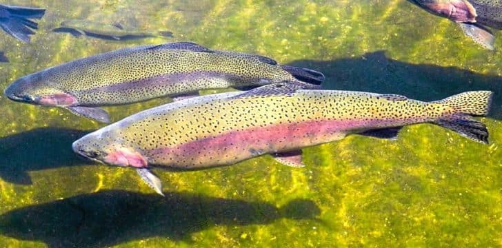 rainbow trout wild