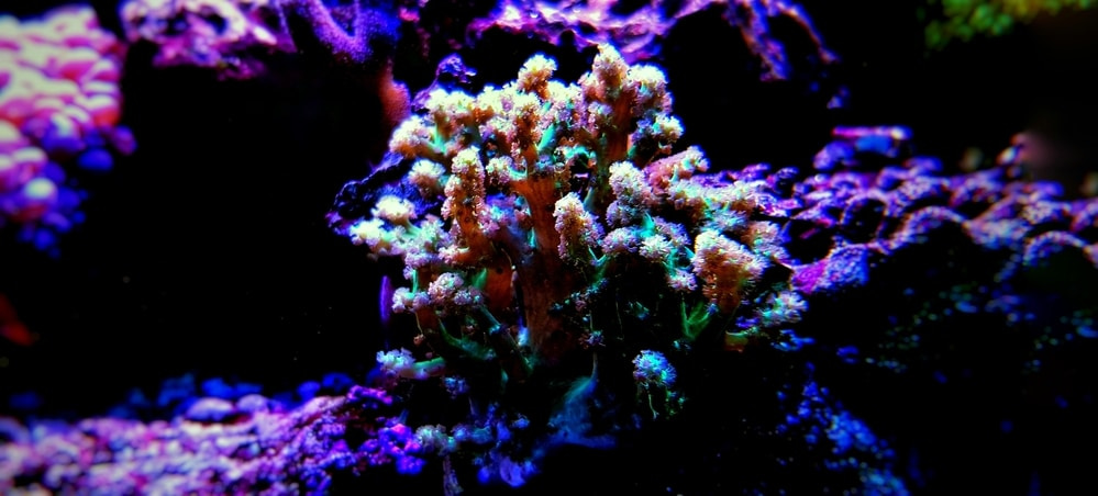 kenya tree coral