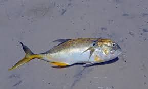 jack crevalle fish